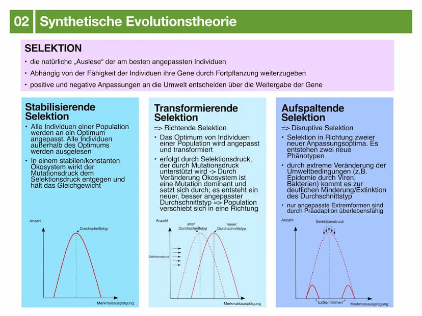 Biologie J2.2
EVOLUTION
- klausurzusammenfassung - ●
●
●
Evolution
Evolutionstheorien
Synthetische Evolutionstheorie
-> Mutation & genetisch