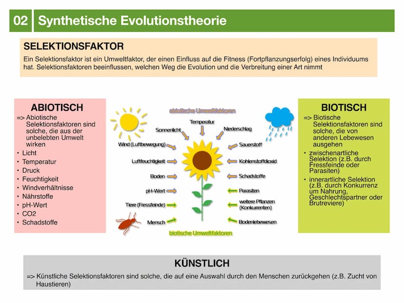 Biologie J2.2
EVOLUTION
- klausurzusammenfassung - ●
●
●
Evolution
Evolutionstheorien
Synthetische Evolutionstheorie
-> Mutation & genetisch