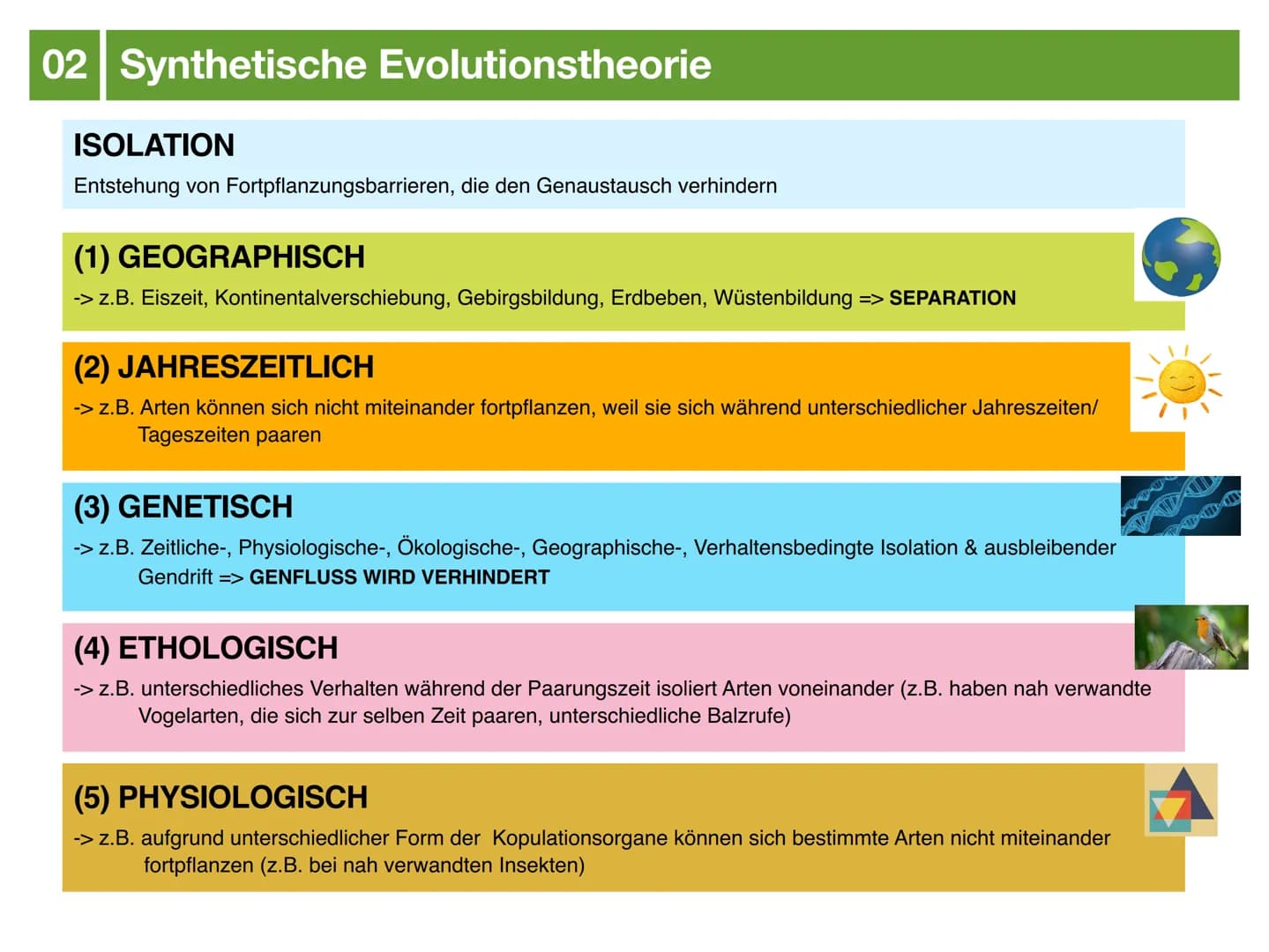 Biologie J2.2
EVOLUTION
- klausurzusammenfassung - ●
●
●
Evolution
Evolutionstheorien
Synthetische Evolutionstheorie
-> Mutation & genetisch