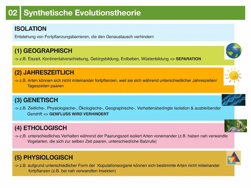 Biologie J2.2
EVOLUTION
- klausurzusammenfassung - ●
●
●
Evolution
Evolutionstheorien
Synthetische Evolutionstheorie
-> Mutation & genetisch