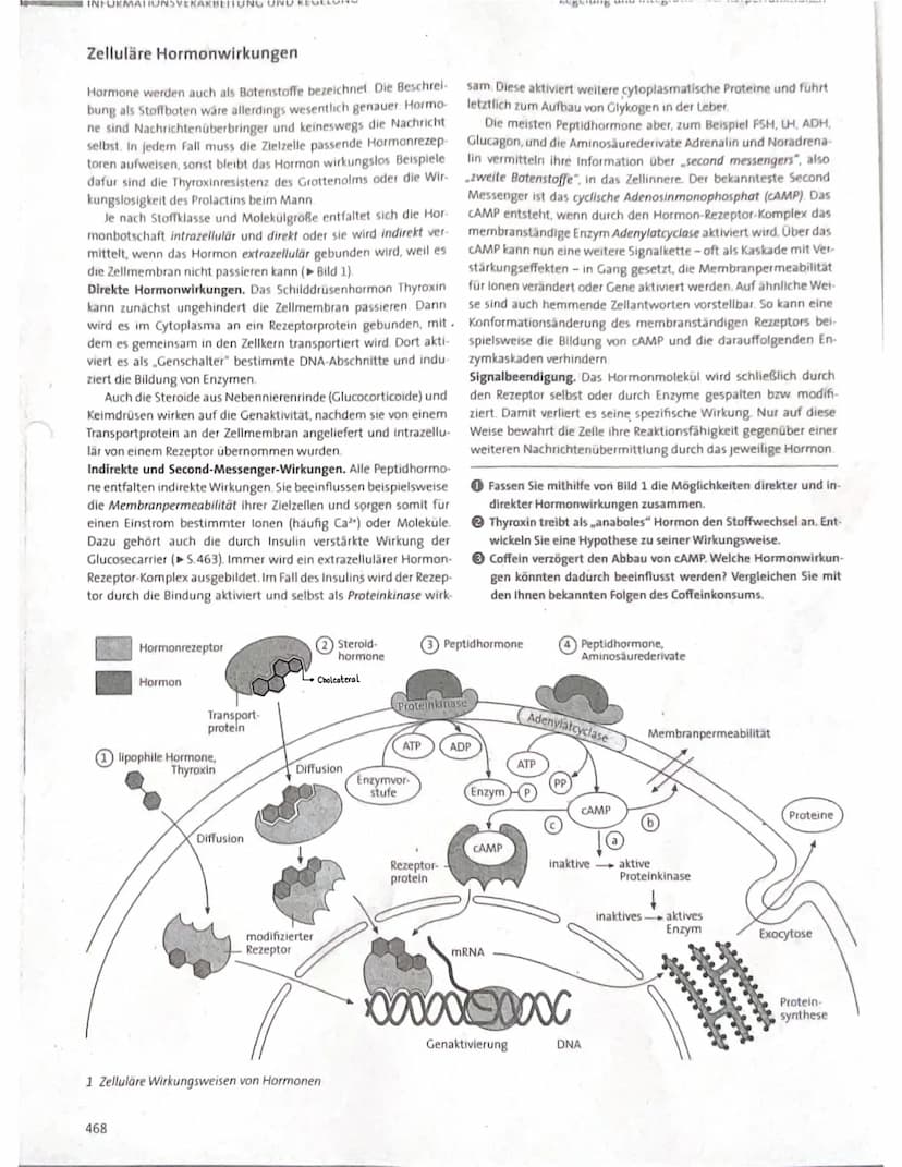 188
WIEDERHOLUNGSFRAGEN
1. Welche Aufgaben haben die Hormone? (→ 11.1)
2. Was sind Drüsen-, was Gewebehormone? (→ 11.1)
3. In welche chemisc