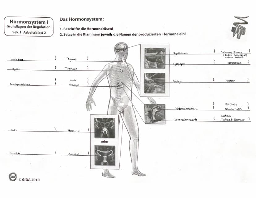 188
WIEDERHOLUNGSFRAGEN
1. Welche Aufgaben haben die Hormone? (→ 11.1)
2. Was sind Drüsen-, was Gewebehormone? (→ 11.1)
3. In welche chemisc