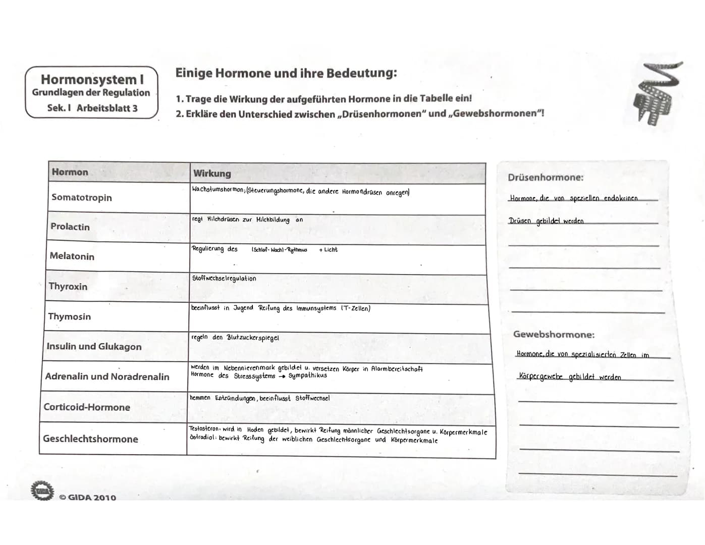 Alles über Hormone: Wirkung, Verteilung und die wichtigsten Hormone im Körper