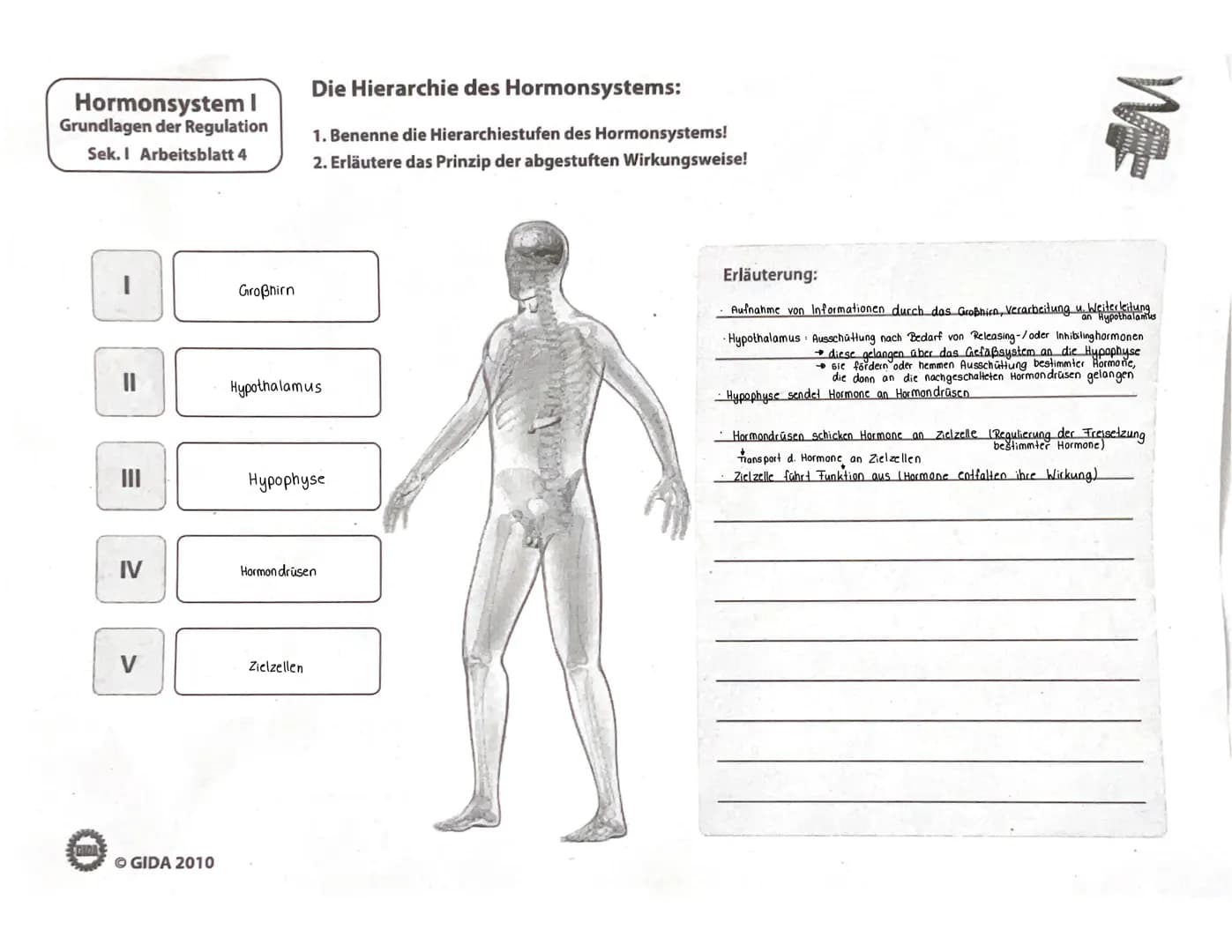 188
WIEDERHOLUNGSFRAGEN
1. Welche Aufgaben haben die Hormone? (→ 11.1)
2. Was sind Drüsen-, was Gewebehormone? (→ 11.1)
3. In welche chemisc
