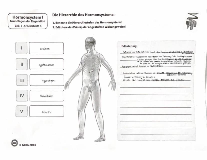 188
WIEDERHOLUNGSFRAGEN
1. Welche Aufgaben haben die Hormone? (→ 11.1)
2. Was sind Drüsen-, was Gewebehormone? (→ 11.1)
3. In welche chemisc