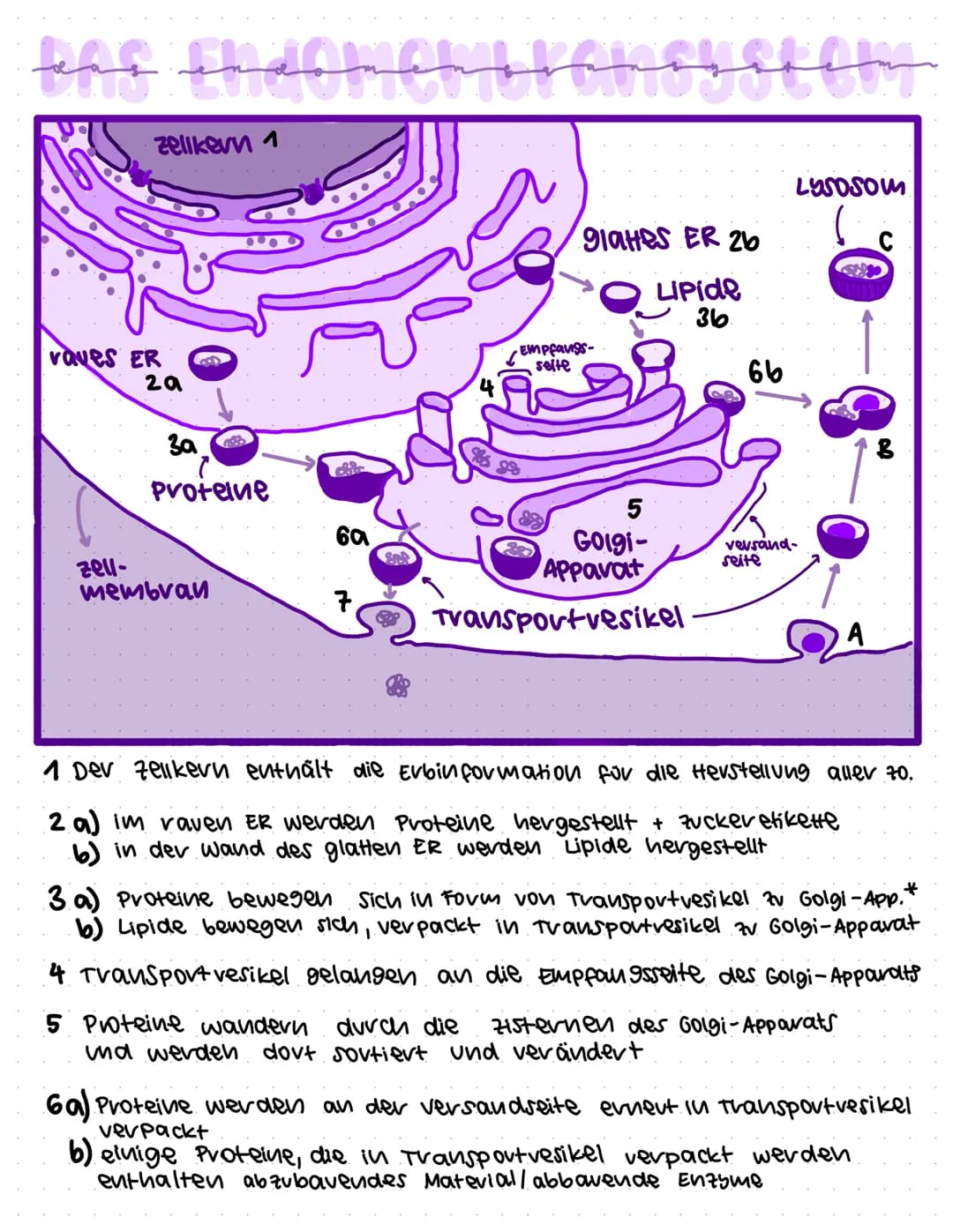 bas Endomer fransystom
Zellkern 1
vaves ER
2a
3a
Proteine
zeul-
membran
6a
88
91aHeS ER 2b
Lipide
36.
Empfangs-
seite
985 98
5
Golgi-
Appava