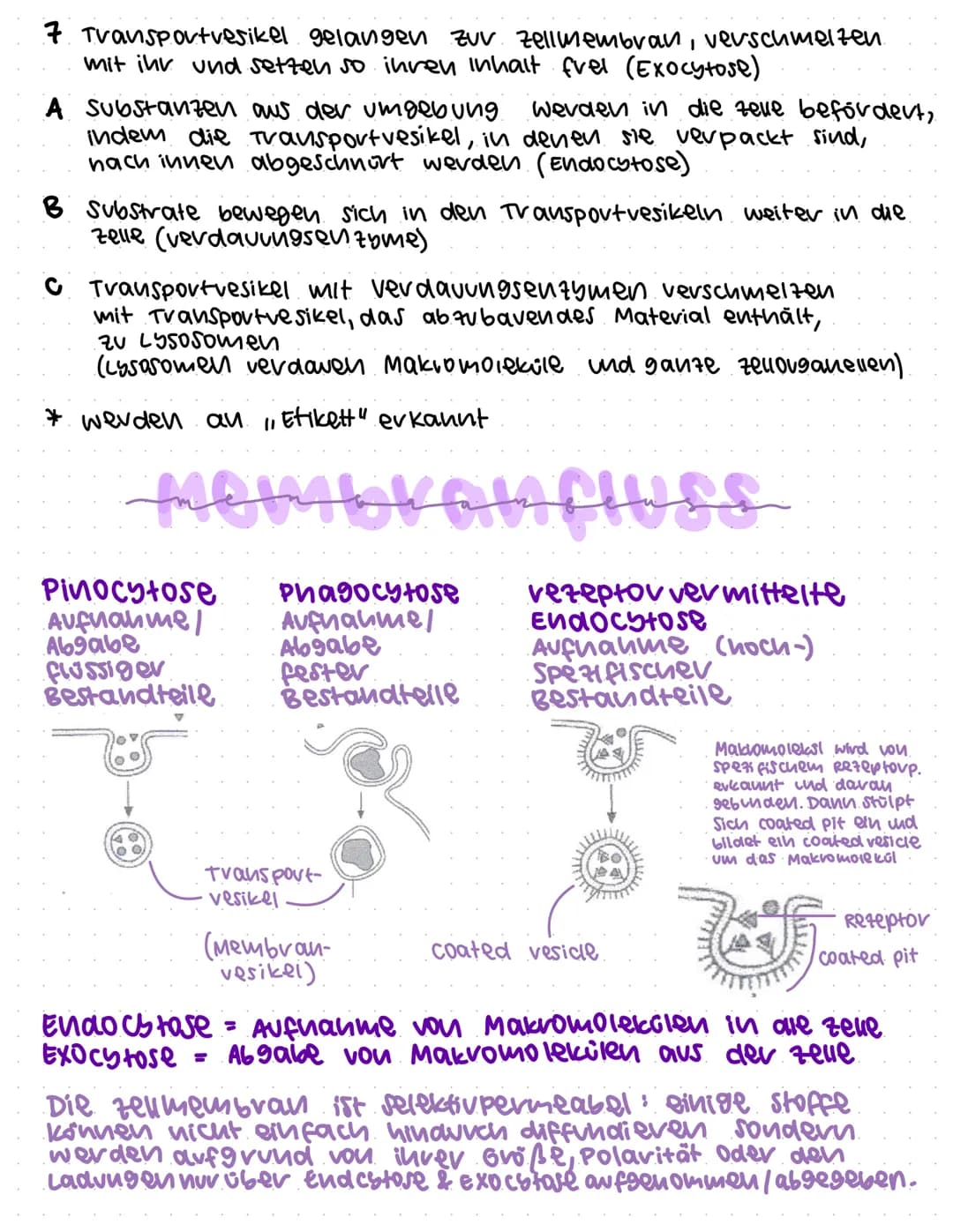 bas Endomer fransystom
Zellkern 1
vaves ER
2a
3a
Proteine
zeul-
membran
6a
88
91aHeS ER 2b
Lipide
36.
Empfangs-
seite
985 98
5
Golgi-
Appava