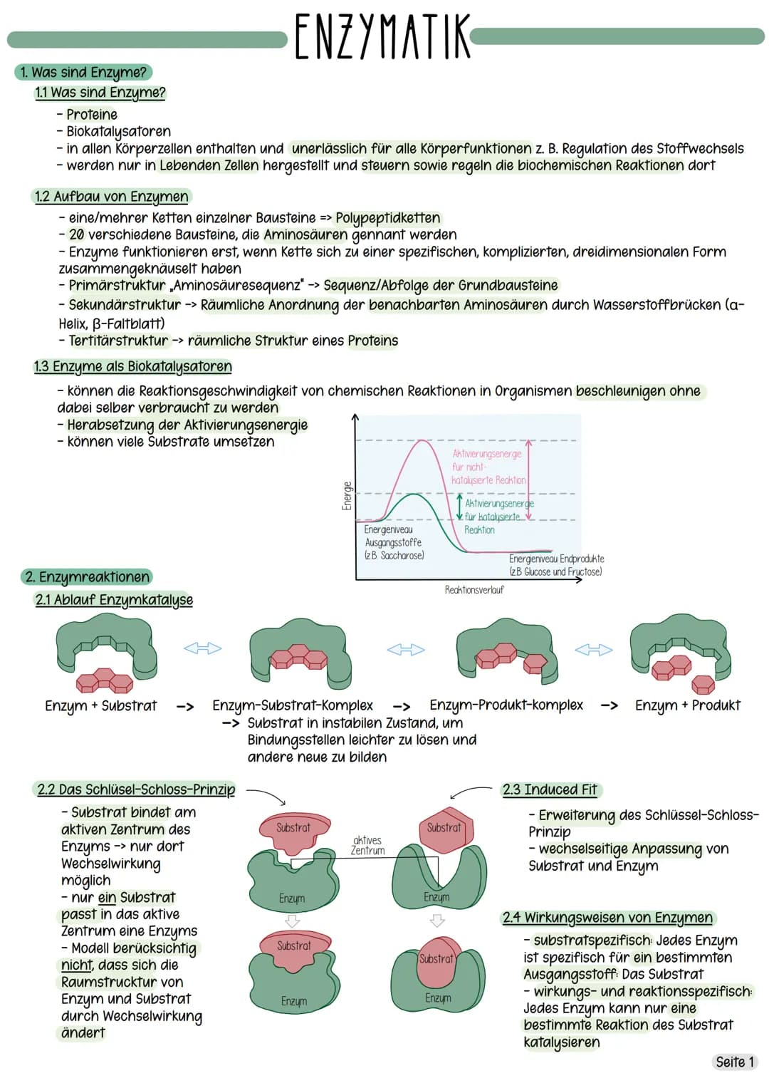 1. Was sind Enzyme?
1.1 Was sind Enzyme?
- Proteine
- Biokatalysatoren
- in allen Körperzellen enthalten und unerlässlich für alle Körperfun