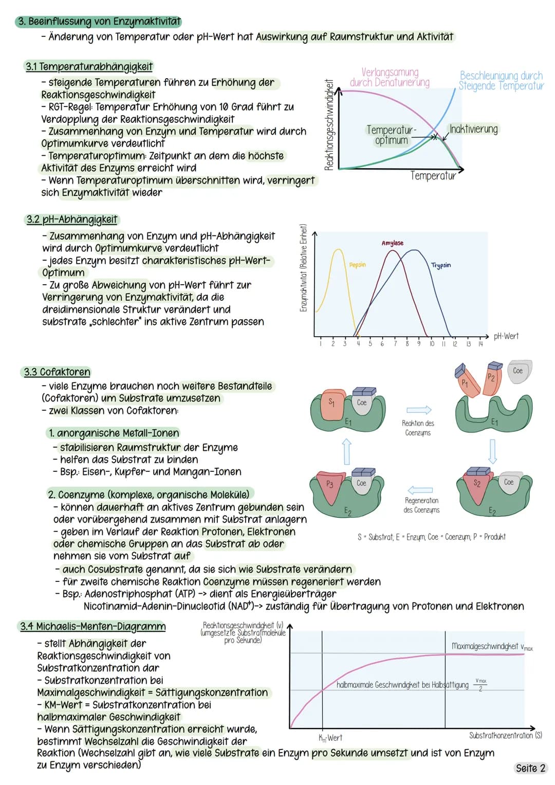 1. Was sind Enzyme?
1.1 Was sind Enzyme?
- Proteine
- Biokatalysatoren
- in allen Körperzellen enthalten und unerlässlich für alle Körperfun