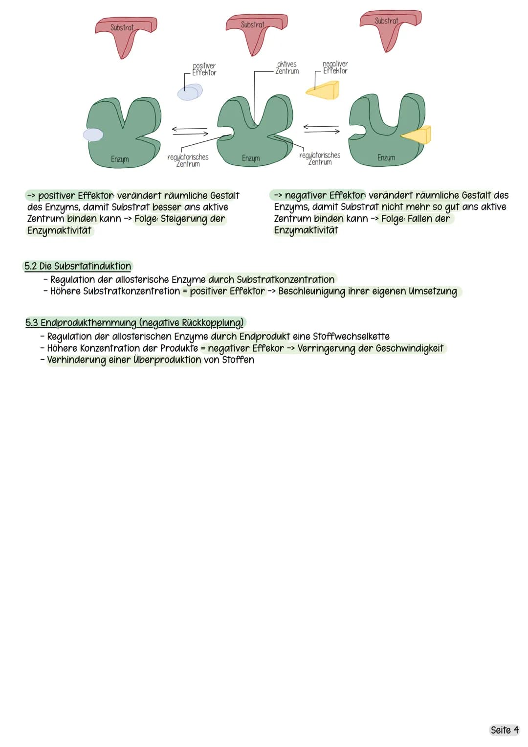 1. Was sind Enzyme?
1.1 Was sind Enzyme?
- Proteine
- Biokatalysatoren
- in allen Körperzellen enthalten und unerlässlich für alle Körperfun