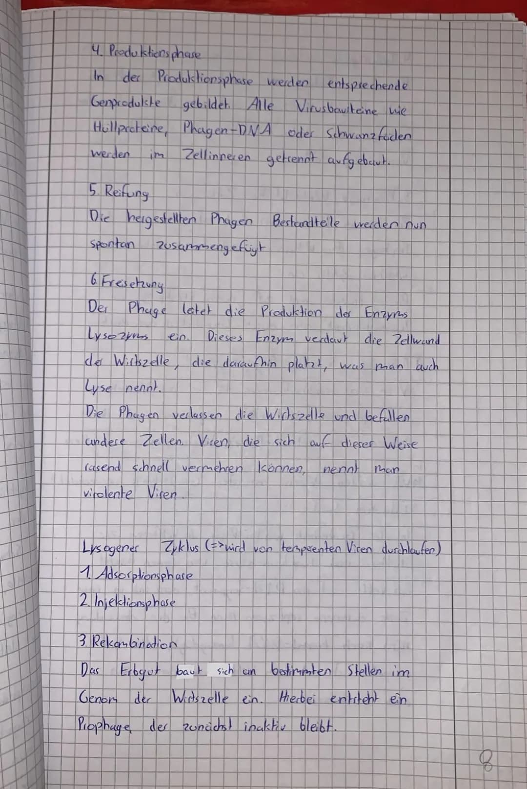 4. Produktionsphase
In der Produktionsphase werden entsprechende
Genprodukste gebildet. Alle
Virusbauiteine wie
Hullproteine, Phagen-DNA ode