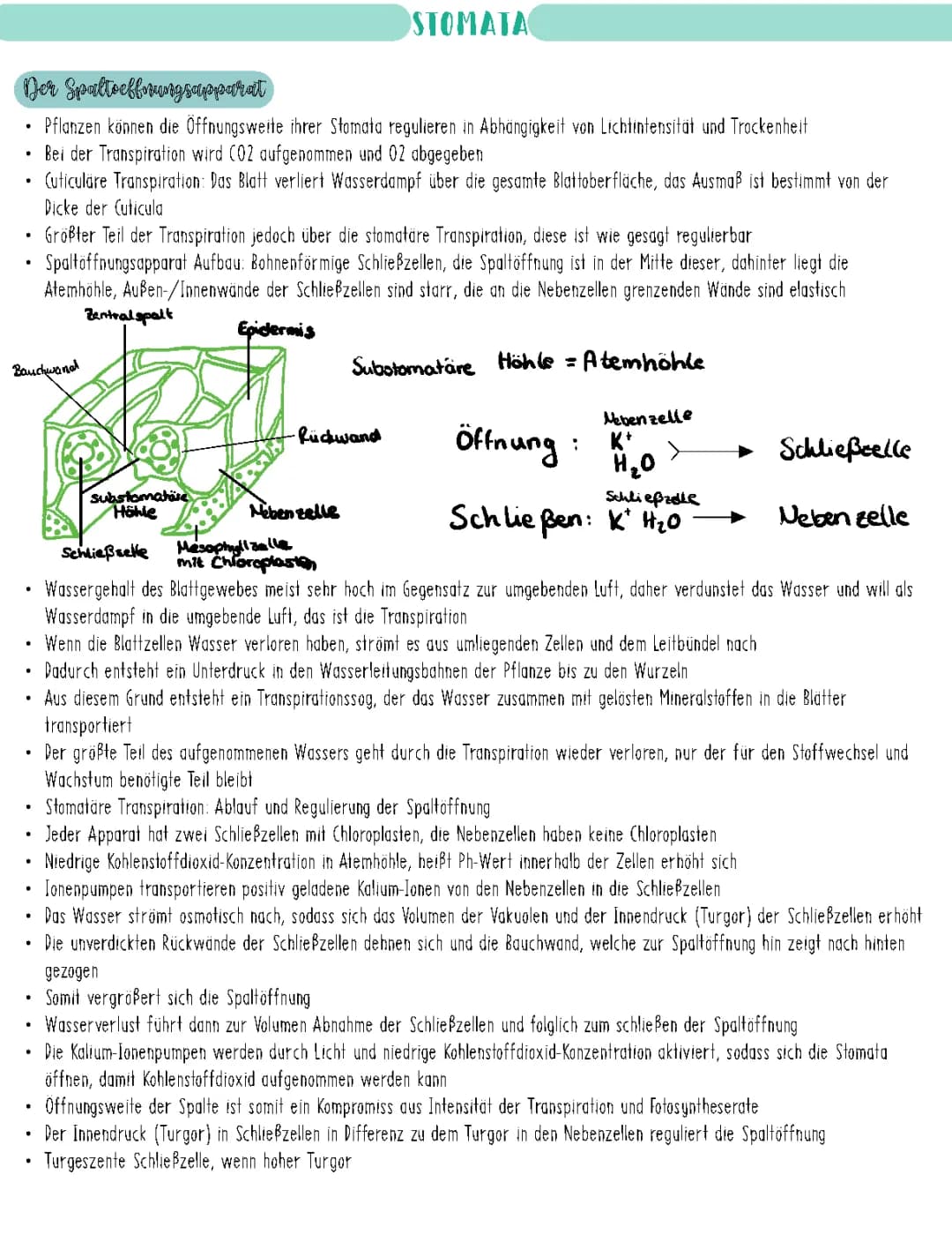 Stomata Aufbau, Transpiration Pflanze und Schließzellen Funktion einfach erklärt