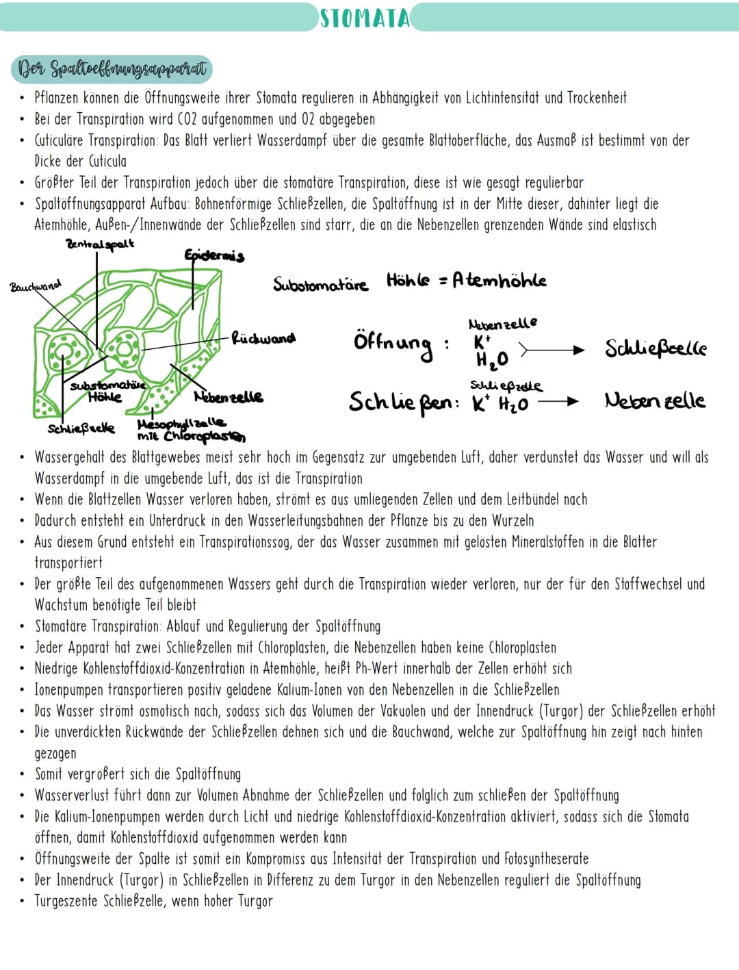 Der Spaltoeffnungsapparat
Pflanzen können die Öffnungsweite ihrer Stomata regulieren in Abhängigkeit von Lichtintensität und Trockenheit
Bei