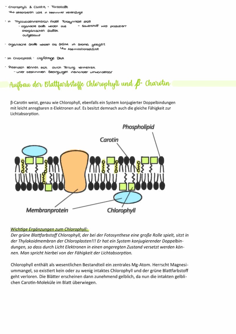 Blattaufbau Laubblatt
Cuticula: wachsartige, hydrophobe Schicht als Verdunstungsschutz
Epidermis: lichtdurchlässiges, einschichtiges Abschlu