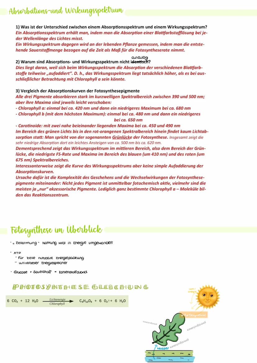 Blattaufbau Laubblatt
Cuticula: wachsartige, hydrophobe Schicht als Verdunstungsschutz
Epidermis: lichtdurchlässiges, einschichtiges Abschlu