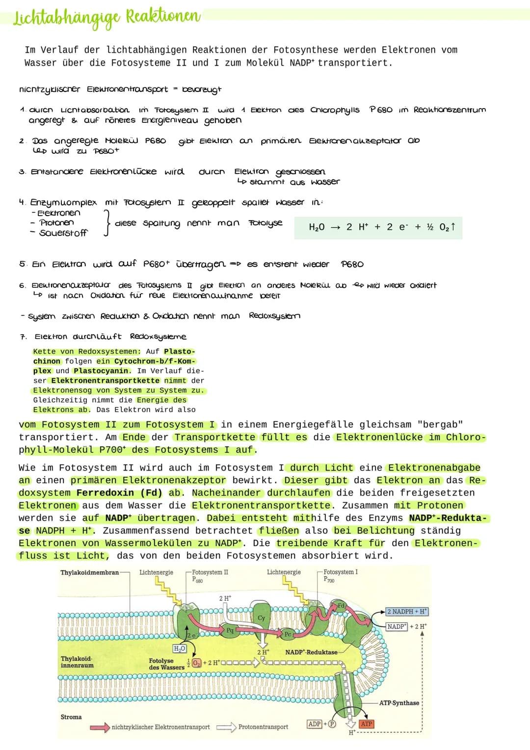 Blattaufbau Laubblatt
Cuticula: wachsartige, hydrophobe Schicht als Verdunstungsschutz
Epidermis: lichtdurchlässiges, einschichtiges Abschlu