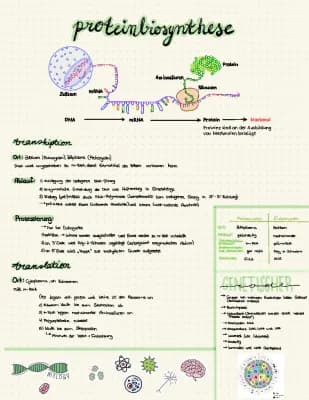 Know Proteinbiosynthese und Mutationen thumbnail