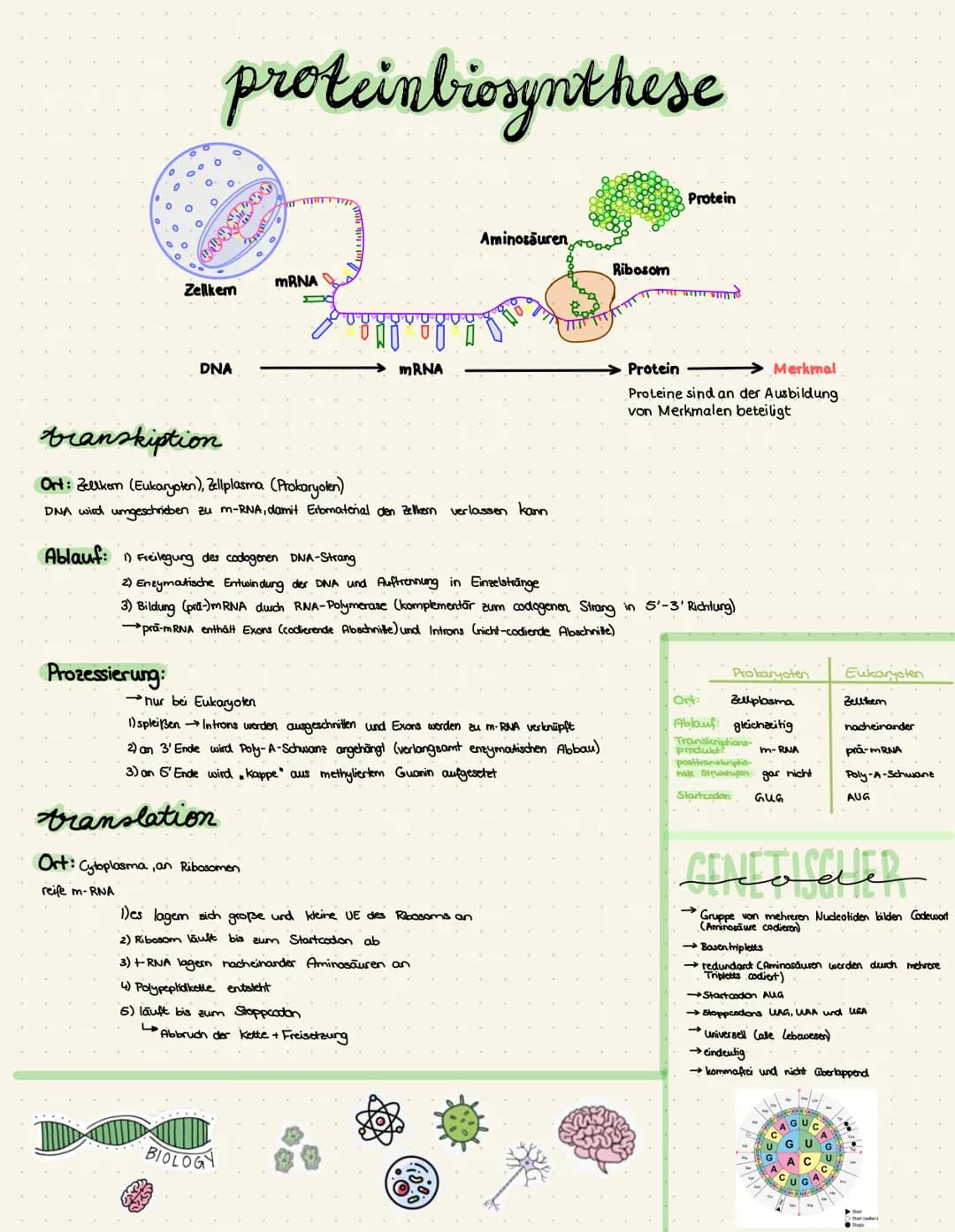 O
O
Prozessierung:
proteinbiosynthese
O
O
Zellkem
DNA
Ablauf: 1) Freilegung des codogenen DNA-Strang
mRNA
transkiption
Ort: Zellkern (Eukary
