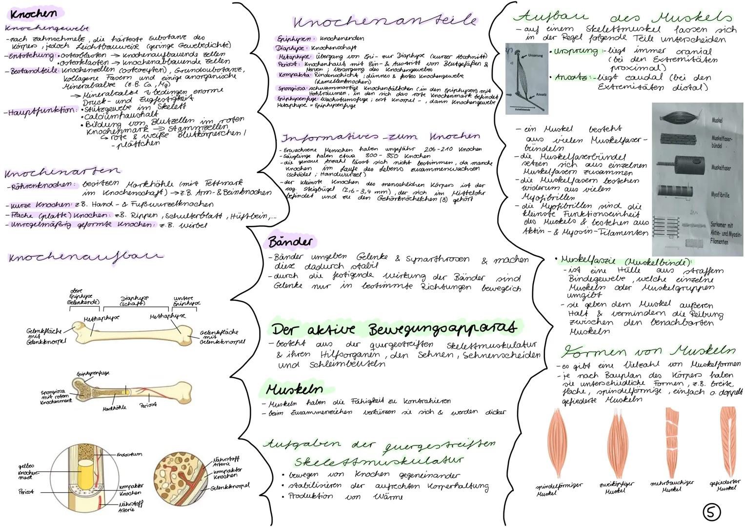# Gelenkarten

Gelenke mit 3
Bewegung sachsen

Kugelenk

Eigelenk:

Gelenke mit 2
Bewegungsachoen

Sattelgelenk

Bewegungsapparat

aktiver
-