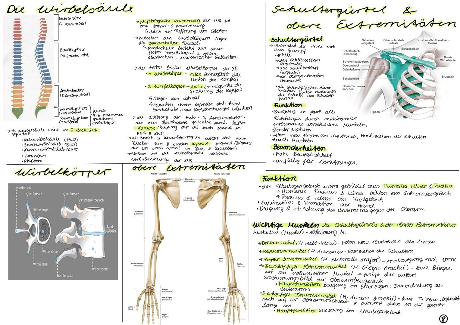 # Gelenkarten

Gelenke mit 3
Bewegung sachsen

Kugelenk

Eigelenk:

Gelenke mit 2
Bewegungsachoen

Sattelgelenk

Bewegungsapparat

aktiver
-