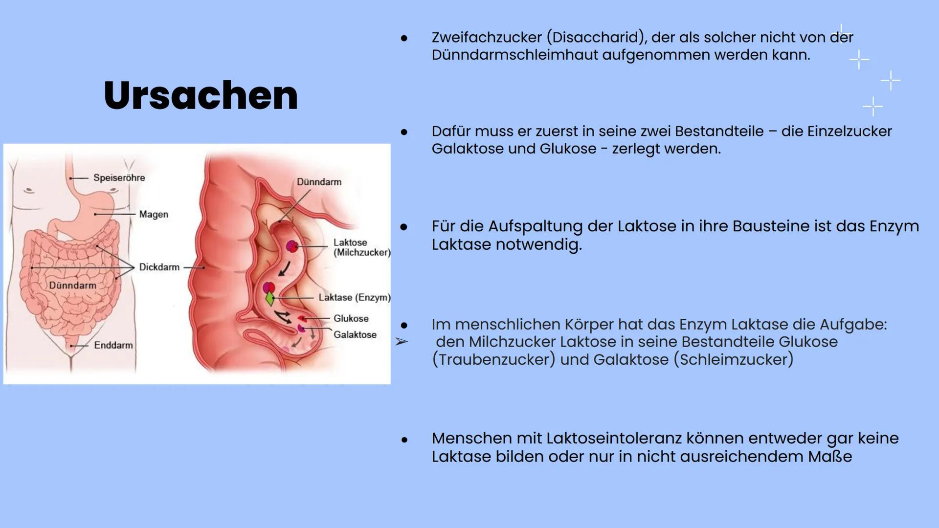 # Laktose-
intoleranz # Gliederung/Inhalt

01
Allgemeine
Informationen

02 Ursachen

03
Folgen
(Enzymmangel)

04) symptome

05 Behandlung # 
