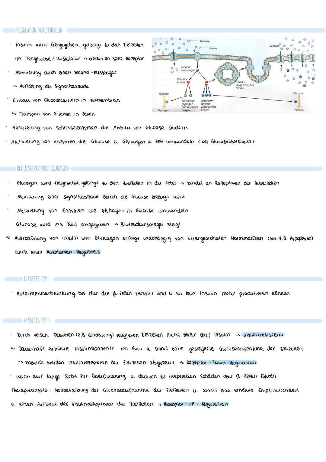Insulin und Glucagon einfach erklärt: Blutzuckerspiegel und Sinneszellen verstehen!