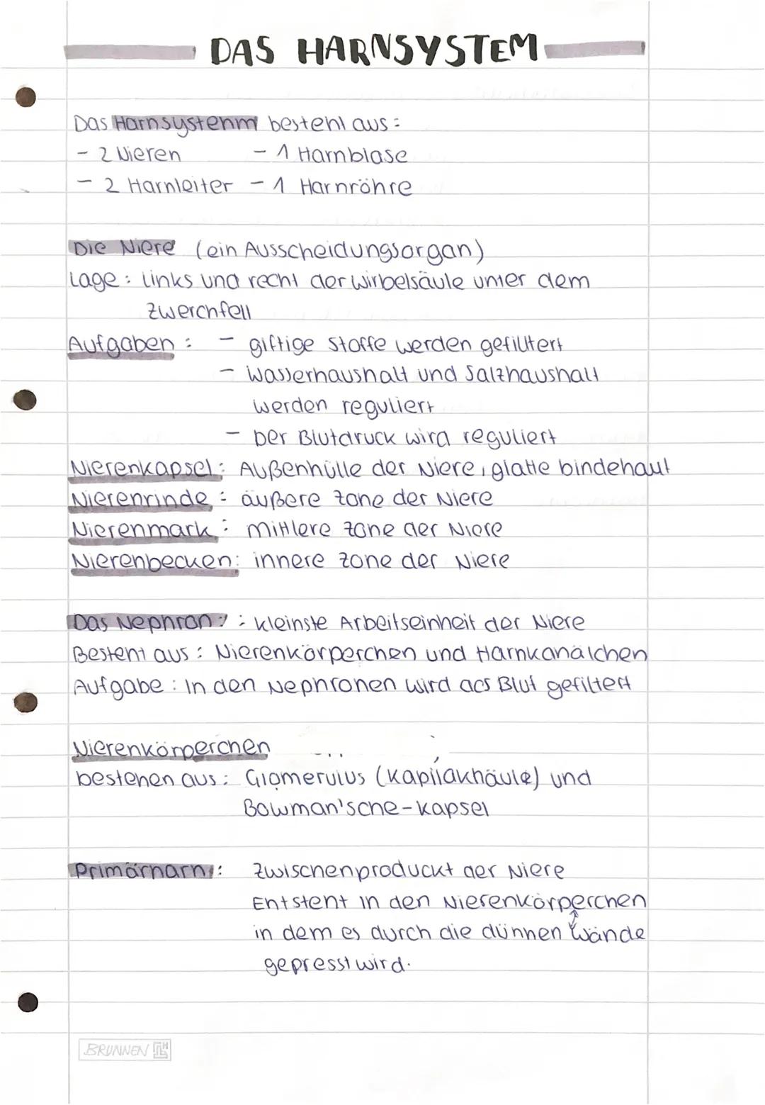 # DAS HARNSYSTEM

Das Harn system besteht aus =
- 2 Wieren - 1 Harnblase
- 2 Harnleiter - 1 Harnröhre.

Die Niere (ein Ausscheidungsorgan)
L