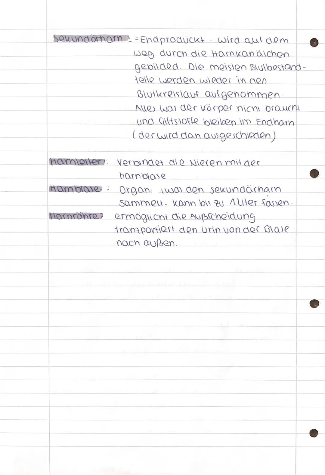 # DAS HARNSYSTEM

Das Harn system besteht aus =
- 2 Wieren - 1 Harnblase
- 2 Harnleiter - 1 Harnröhre.

Die Niere (ein Ausscheidungsorgan)
L