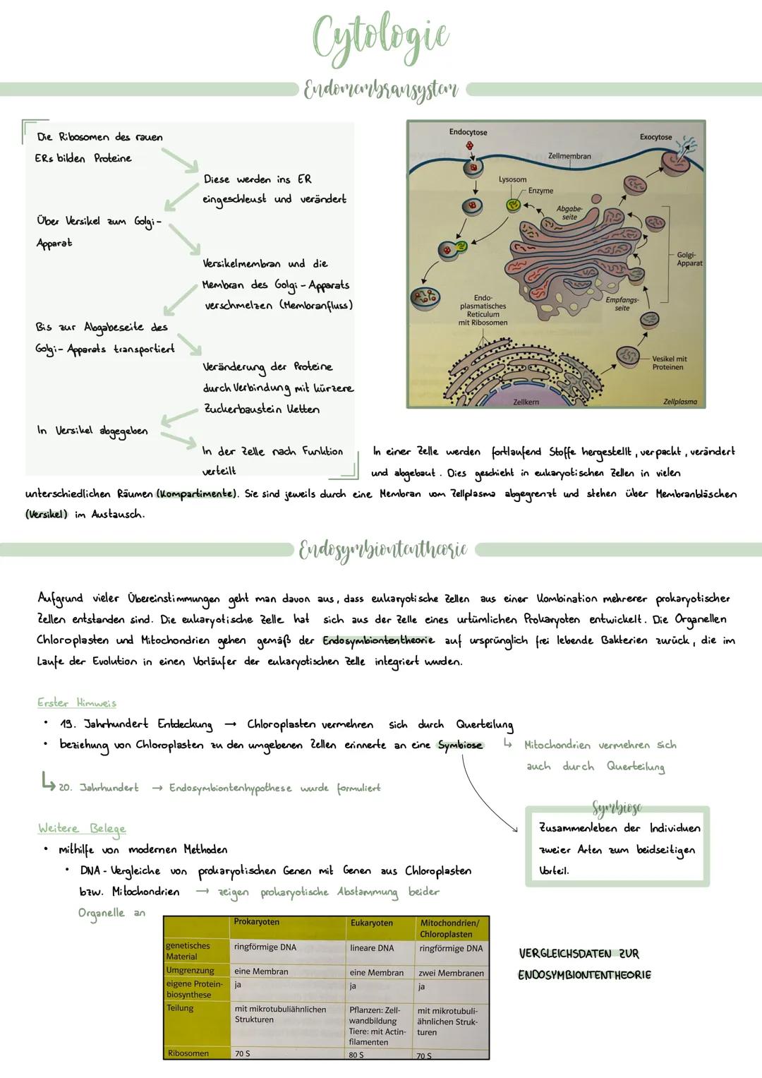 Zellorganelle
Chloroplasten (+ Plastide)
• sind für die Pflanzenzellen für
die Photosynthese zuständig
indrinnen befindet sich das
Chlorophy