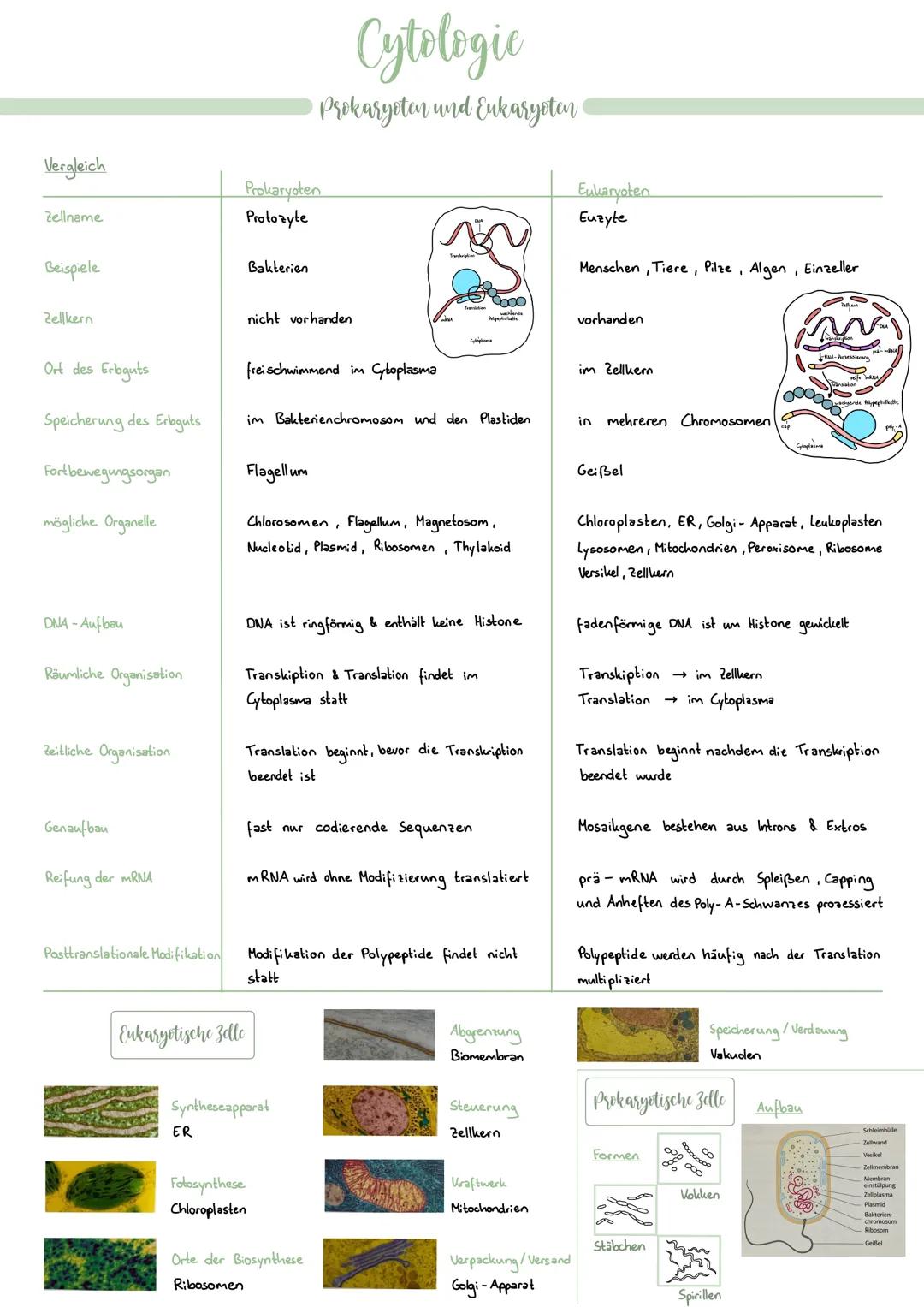Zellorganelle
Chloroplasten (+ Plastide)
• sind für die Pflanzenzellen für
die Photosynthese zuständig
indrinnen befindet sich das
Chlorophy