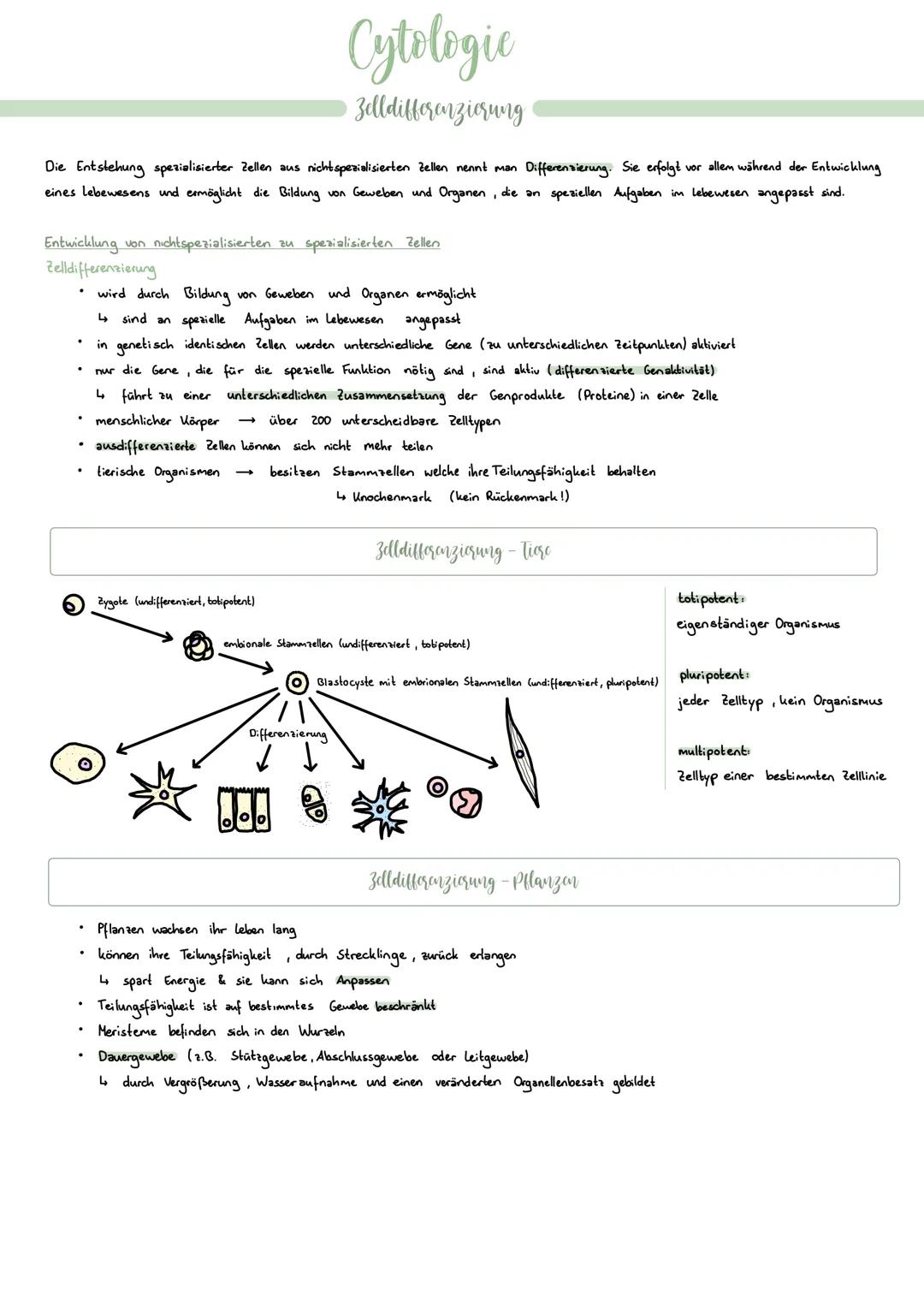 Zellorganelle
Chloroplasten (+ Plastide)
• sind für die Pflanzenzellen für
die Photosynthese zuständig
indrinnen befindet sich das
Chlorophy