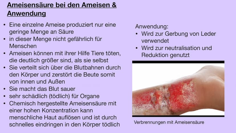 Ameisensäure Geschichte der Ameisensäure
●
Einige Naturalisten und Alchemisten beobachteten Anfang des 15.
Jahrhunderts, wie Ameisen eine sa