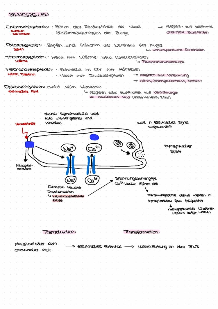 Know Biologie Q4 thumbnail
