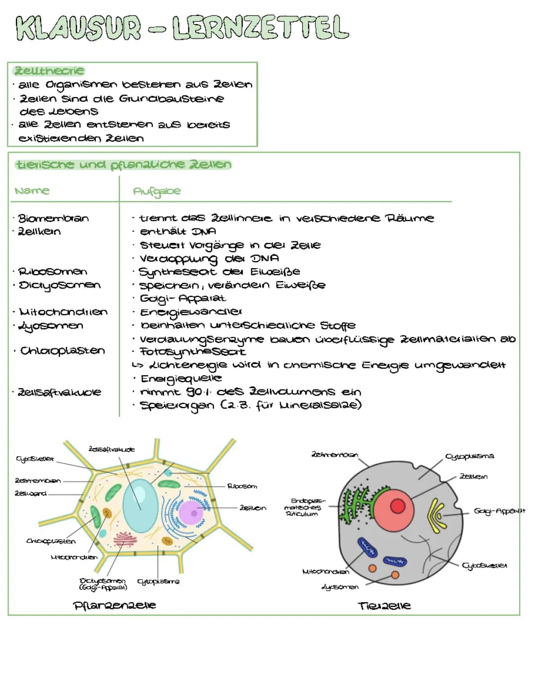 Zellbiologie Zusammenfassung für die Schule - Tierische und Pflanzliche Zellen einfach erklärt