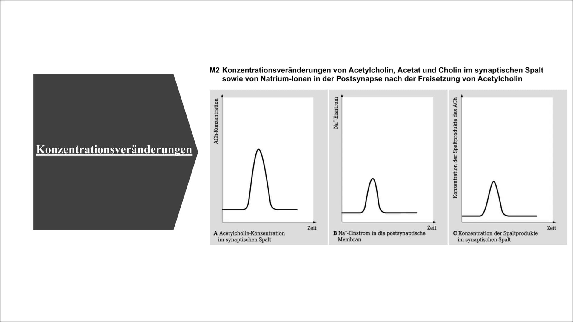 Sarin & E605 Themen
Geschichte und Entdeckung
Eigenschaften
Wirkungsweise
Symptome
●
●
●
●
●
●
●
●
Konzentrationsveränderungen
Gegengifte
Zu