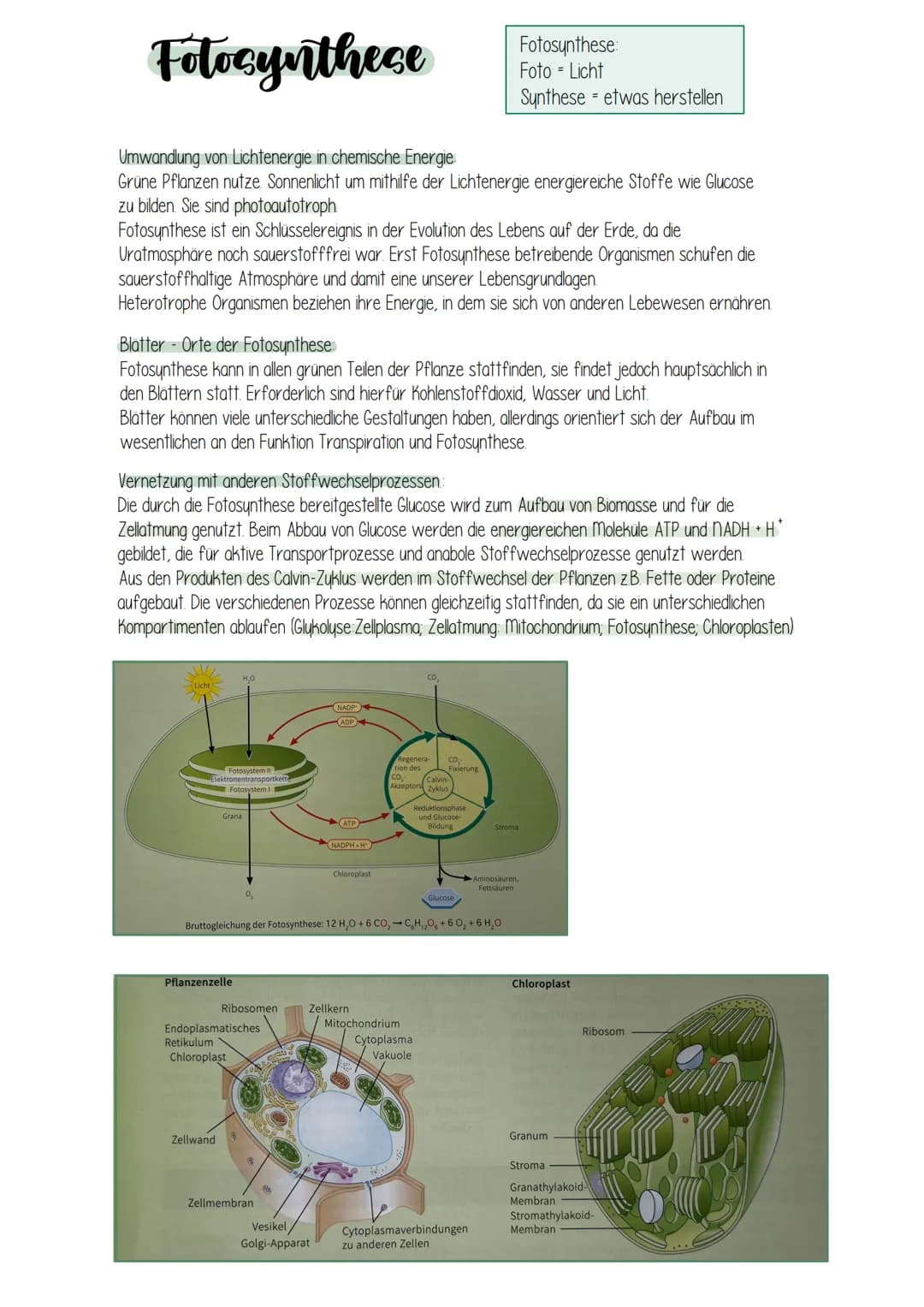Fotocynthece Fotocynthese
Umwandlung von Lichtenergie in chemische Energie:
Grüne Pflanzen nutze. Sonnenlicht um mithilfe der Lichtenergie e
