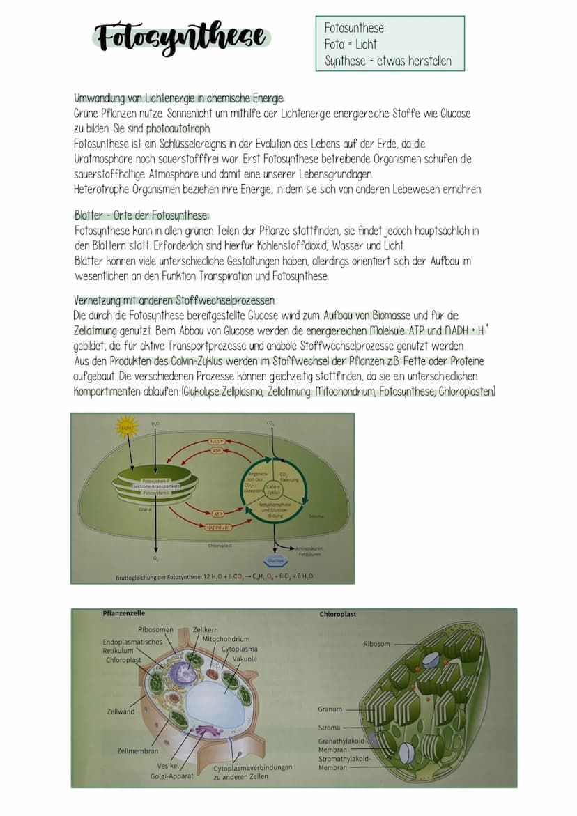 Fotocynthece Fotocynthese
Umwandlung von Lichtenergie in chemische Energie:
Grüne Pflanzen nutze. Sonnenlicht um mithilfe der Lichtenergie e