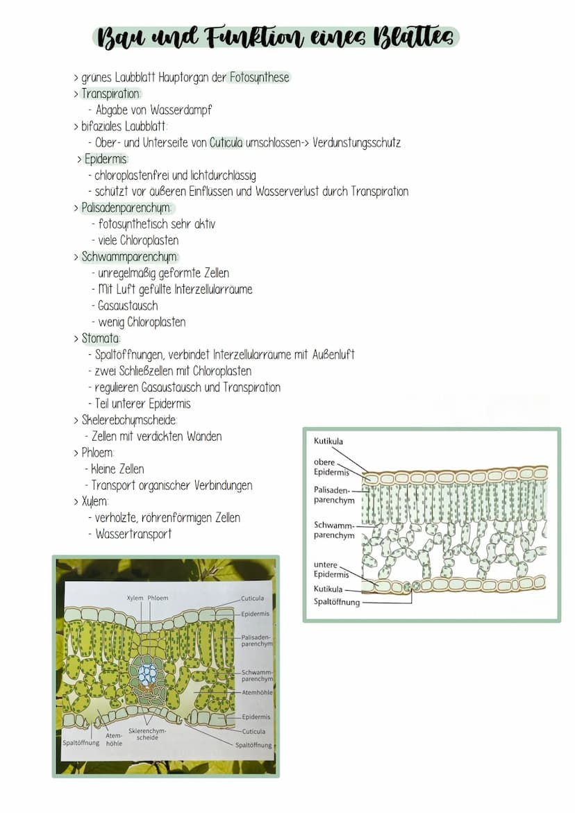 Fotocynthece Fotocynthese
Umwandlung von Lichtenergie in chemische Energie:
Grüne Pflanzen nutze. Sonnenlicht um mithilfe der Lichtenergie e