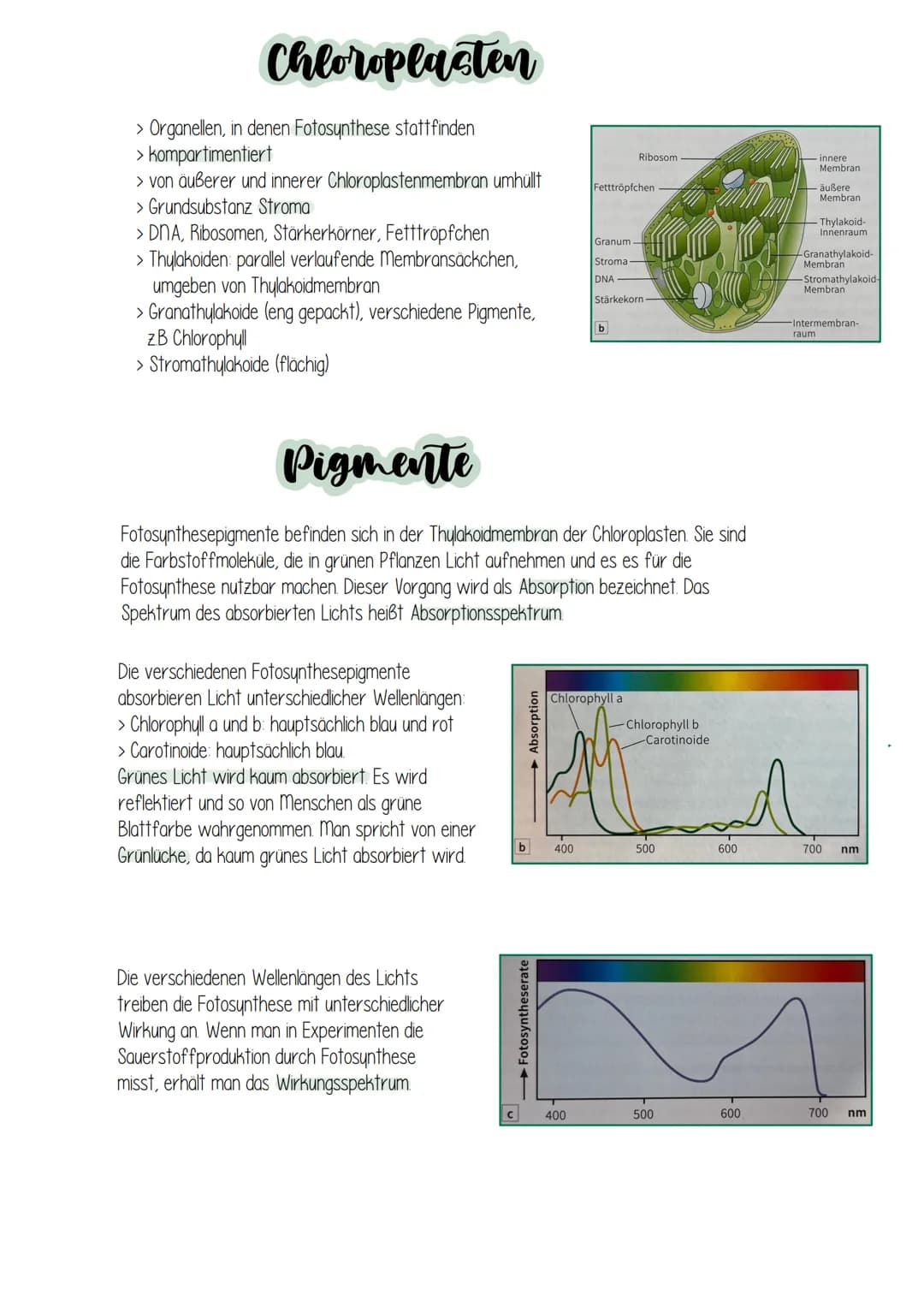 Fotocynthece Fotocynthese
Umwandlung von Lichtenergie in chemische Energie:
Grüne Pflanzen nutze. Sonnenlicht um mithilfe der Lichtenergie e