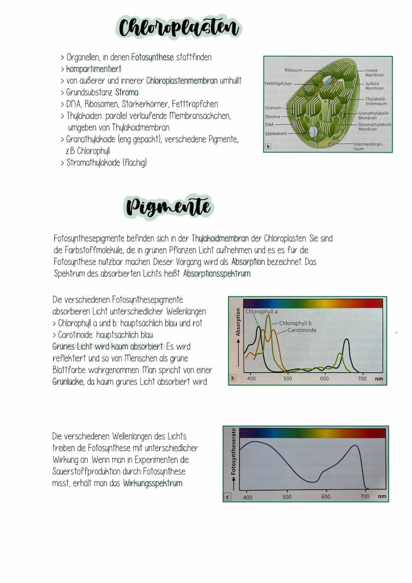 Fotocynthece Fotocynthese
Umwandlung von Lichtenergie in chemische Energie:
Grüne Pflanzen nutze. Sonnenlicht um mithilfe der Lichtenergie e