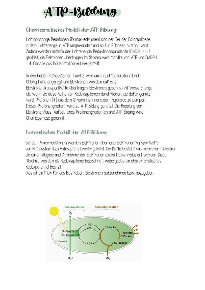 Fotocynthece Fotocynthese
Umwandlung von Lichtenergie in chemische Energie:
Grüne Pflanzen nutze. Sonnenlicht um mithilfe der Lichtenergie e