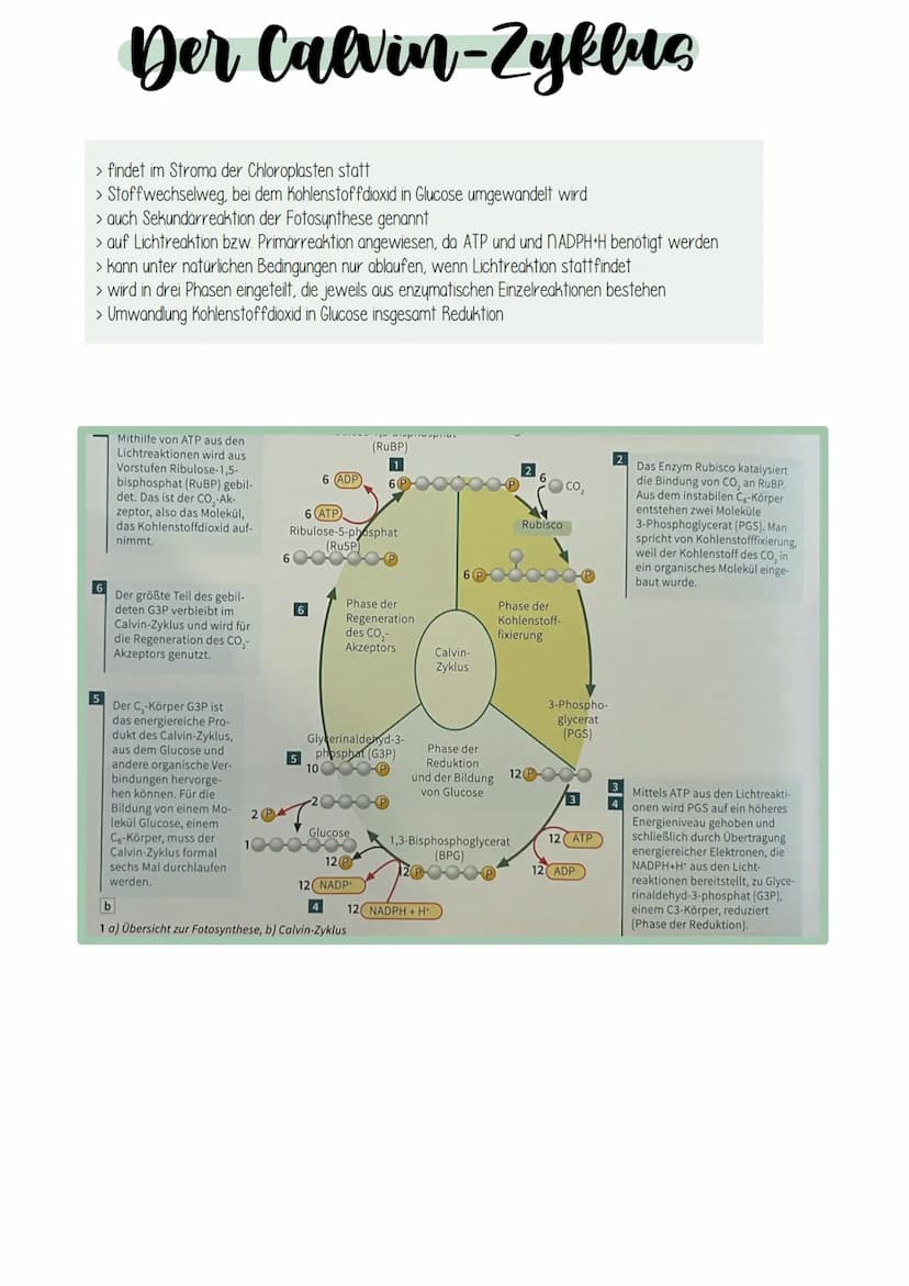 Fotocynthece Fotocynthese
Umwandlung von Lichtenergie in chemische Energie:
Grüne Pflanzen nutze. Sonnenlicht um mithilfe der Lichtenergie e