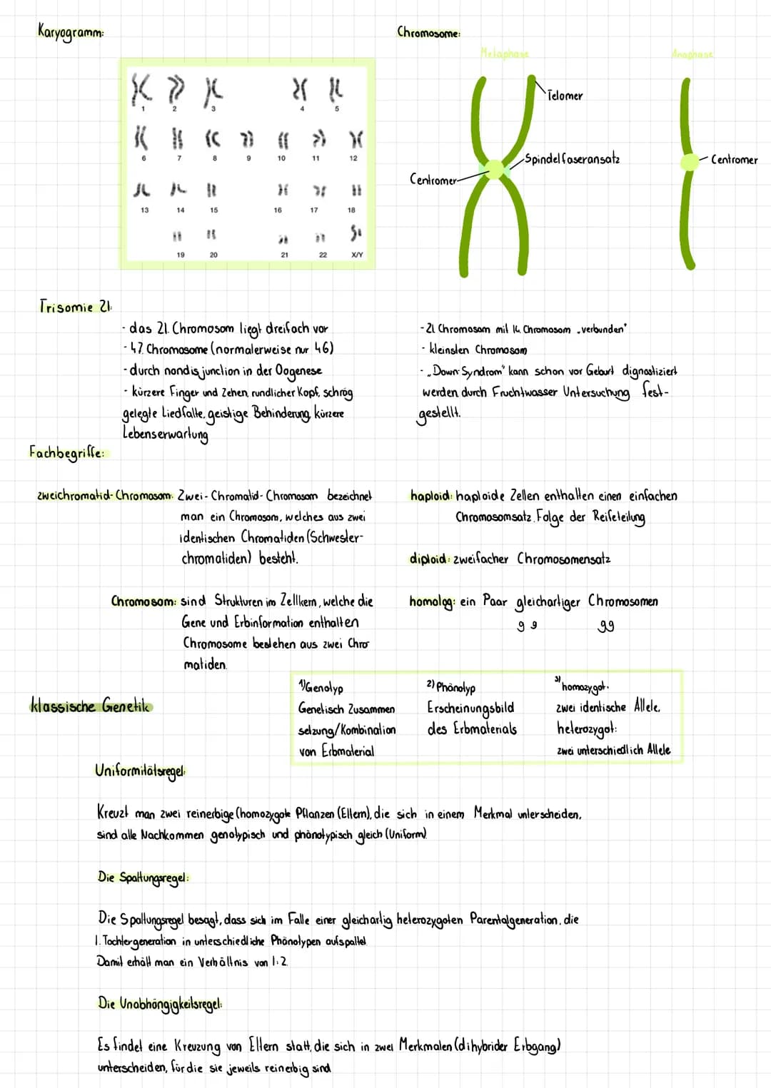Zytogenetik
Zweck, Ziel
Ergebnis
(Zahl der Tochterzellen)
RA
BIOLO
Ort
haploider
Chromosomensatz
Meiose
Entwicklung der Keimzellen
Spermien 