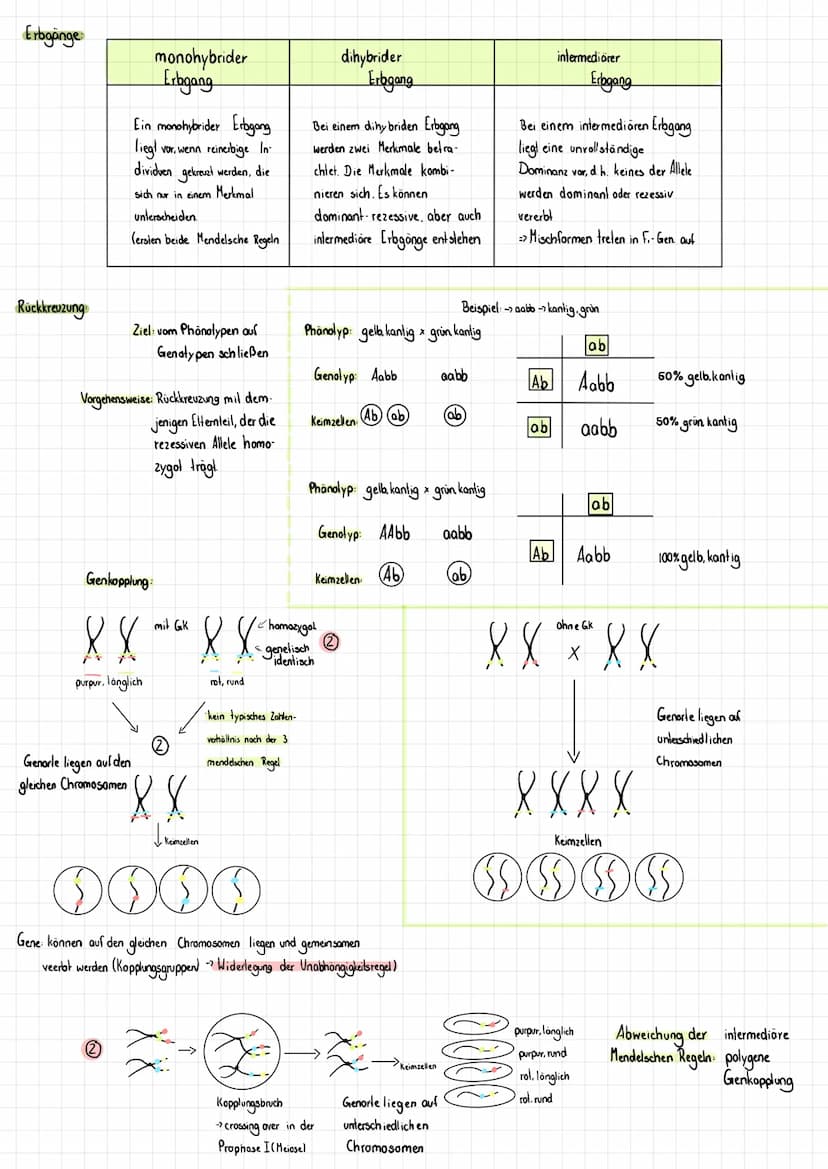 Zytogenetik
Zweck, Ziel
Ergebnis
(Zahl der Tochterzellen)
RA
BIOLO
Ort
haploider
Chromosomensatz
Meiose
Entwicklung der Keimzellen
Spermien 