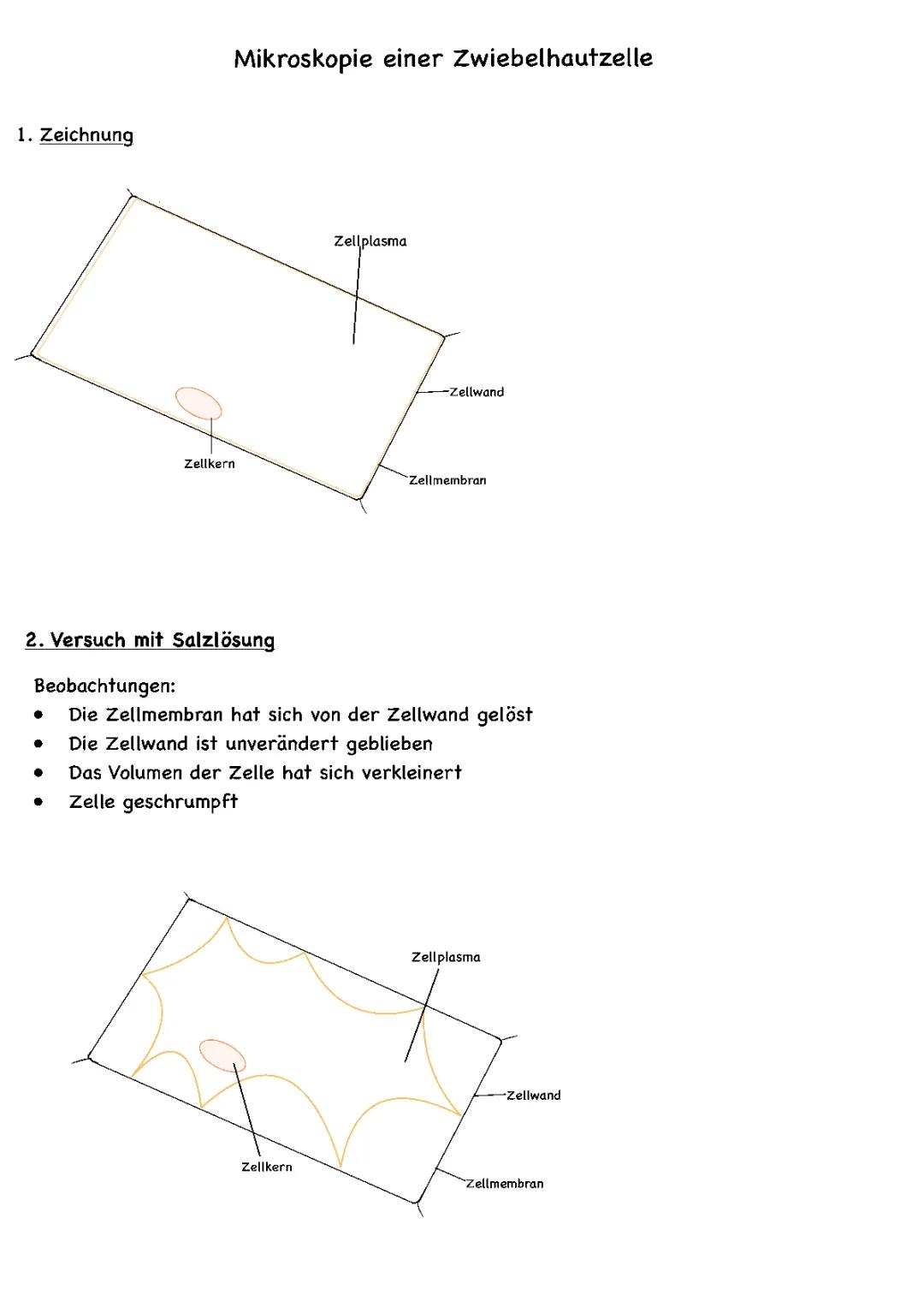 Mikroskopie einer Zwiebelzelle 