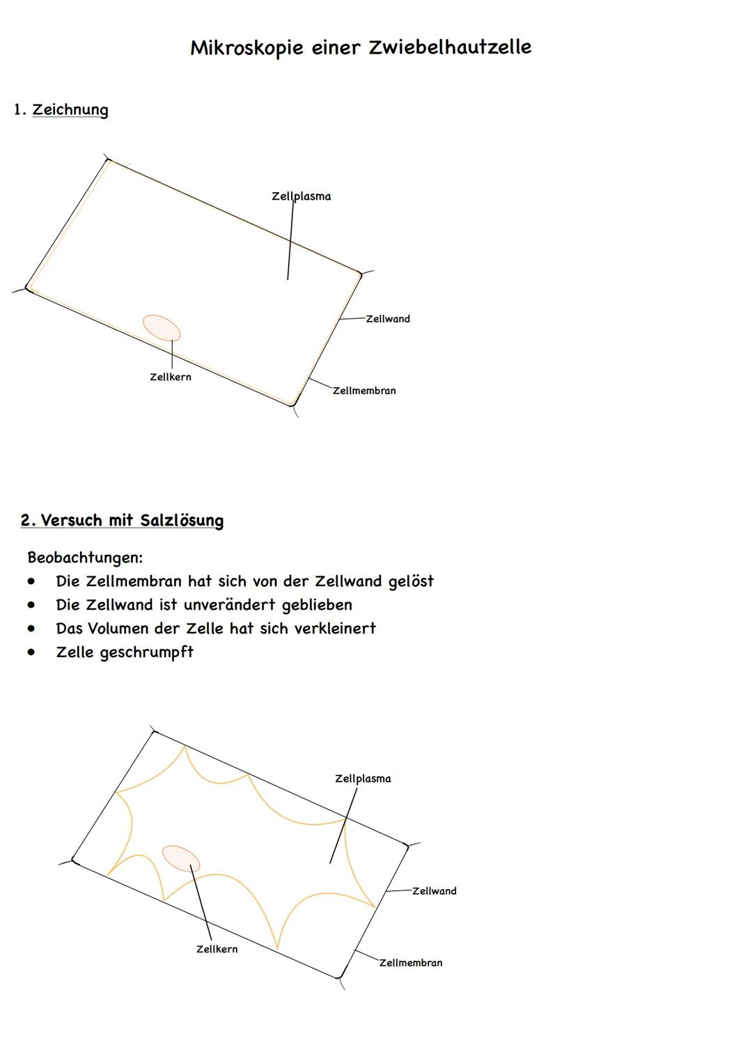 1. Zeichnung
Mikroskopie einer Zwiebelhautzelle
●
Zellkern
Zellplasma
Zellkern
-Zellwand
2. Versuch mit Salzlösung
Beobachtungen:
Die Zellme