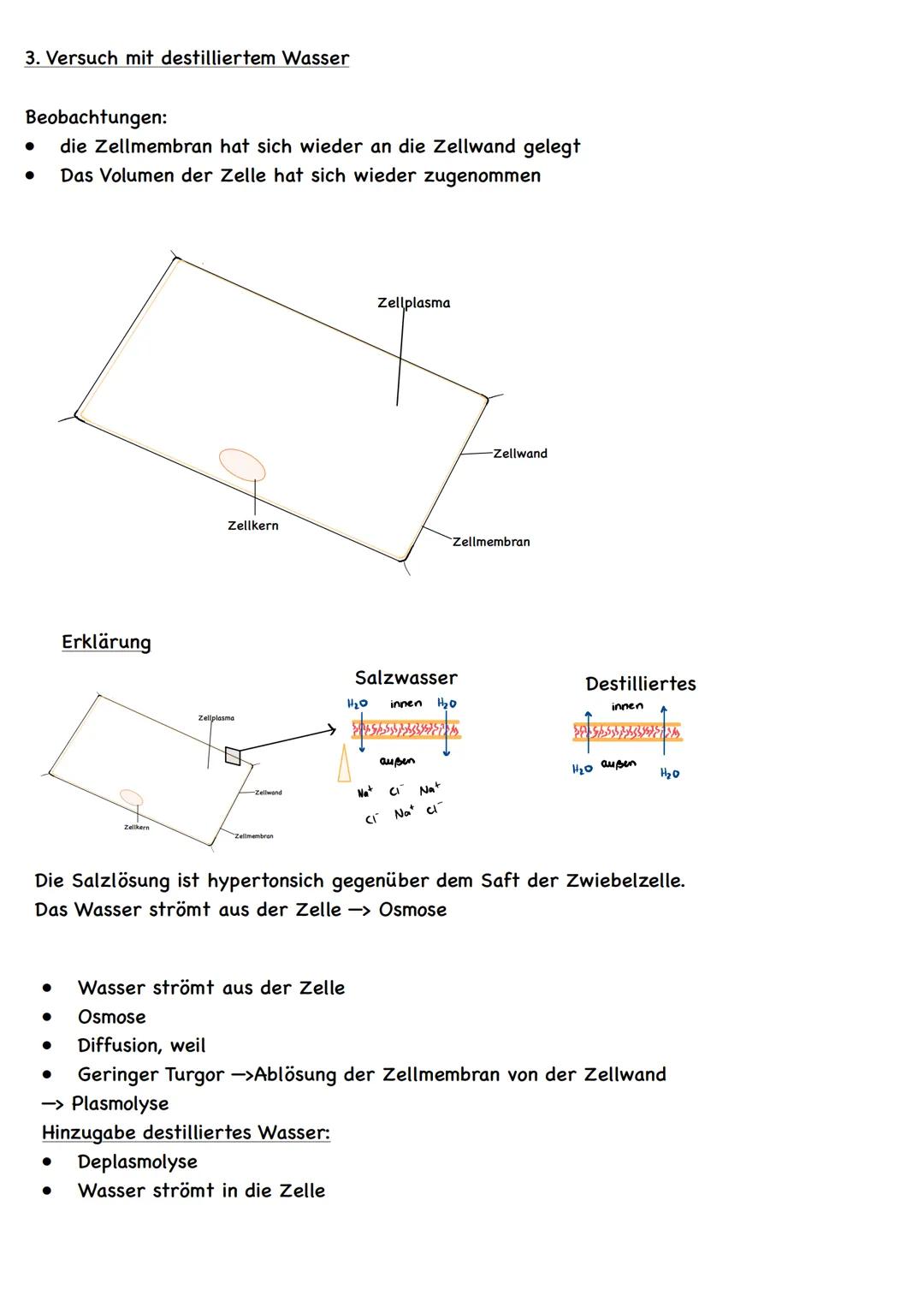 1. Zeichnung
Mikroskopie einer Zwiebelhautzelle
●
Zellkern
Zellplasma
Zellkern
-Zellwand
2. Versuch mit Salzlösung
Beobachtungen:
Die Zellme