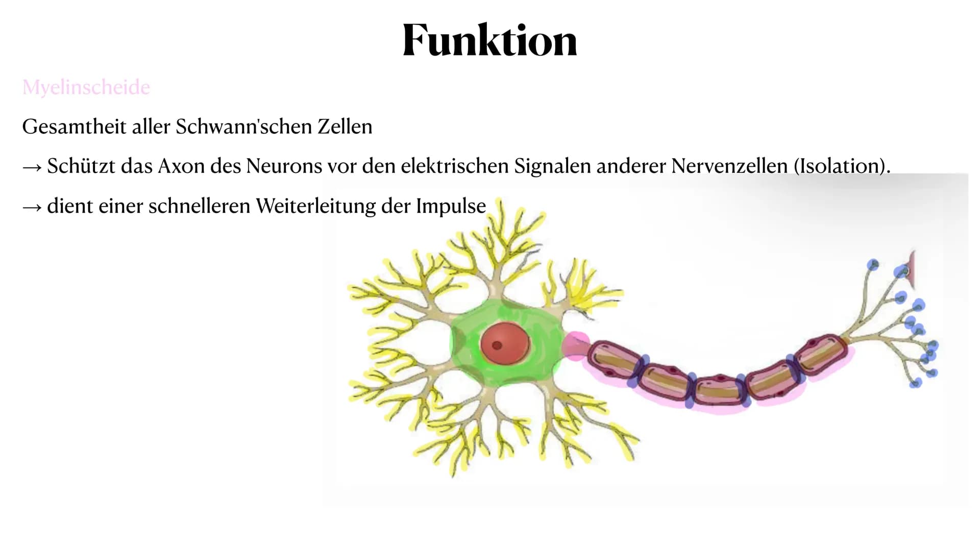 20. Oktober 2023
Nervenzelle Gliederung
Nervenzelle
Definition
Reiz und Reaktion
3. Aufbau der Nervenzelle
4. Funktionen der Bestandteile
5.