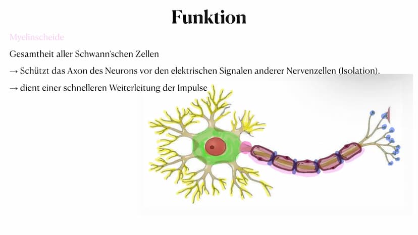 20. Oktober 2023
Nervenzelle Gliederung
Nervenzelle
Definition
Reiz und Reaktion
3. Aufbau der Nervenzelle
4. Funktionen der Bestandteile
5.