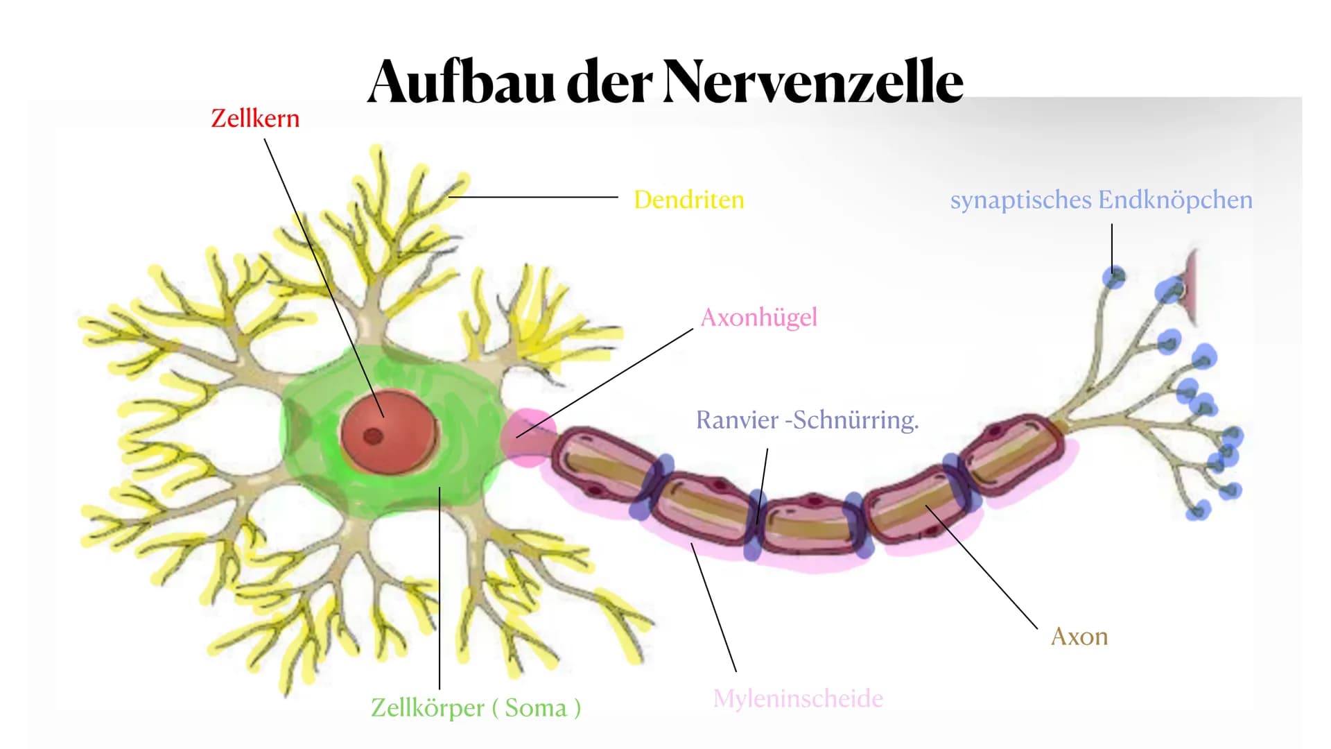 20. Oktober 2023
Nervenzelle Gliederung
Nervenzelle
Definition
Reiz und Reaktion
3. Aufbau der Nervenzelle
4. Funktionen der Bestandteile
5.